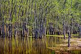 Mississippi Swamp_47131